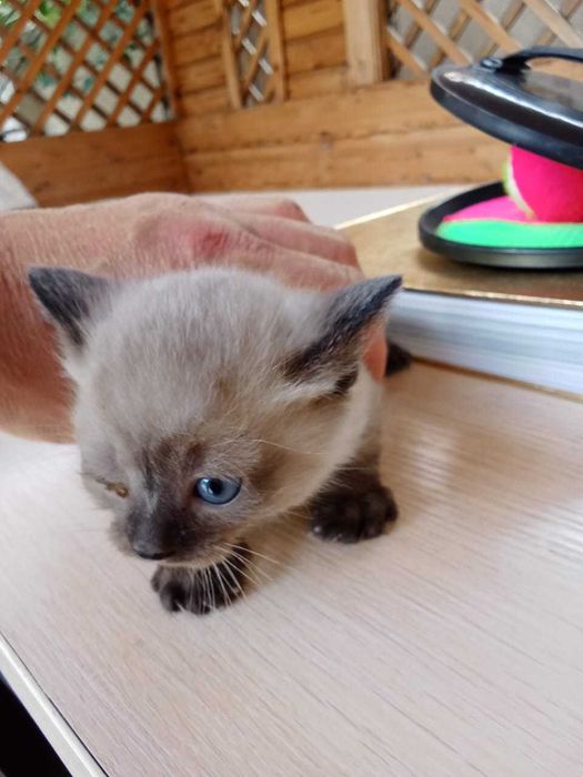 Отдам 3 котёнка в добрые руки
