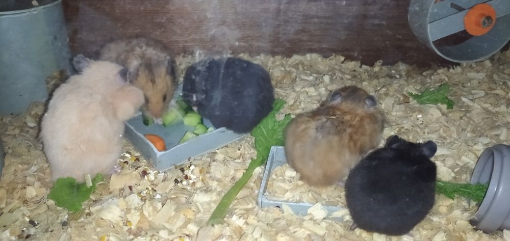 Продаются хомячата сирийские