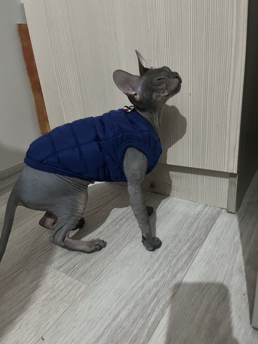 Сфинкс 6 месяцев
