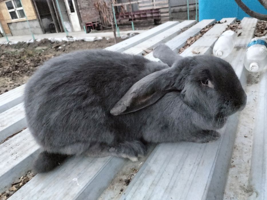 Продам  кроликов.