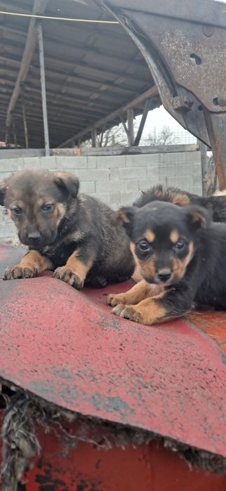 Done pui de caine, catei