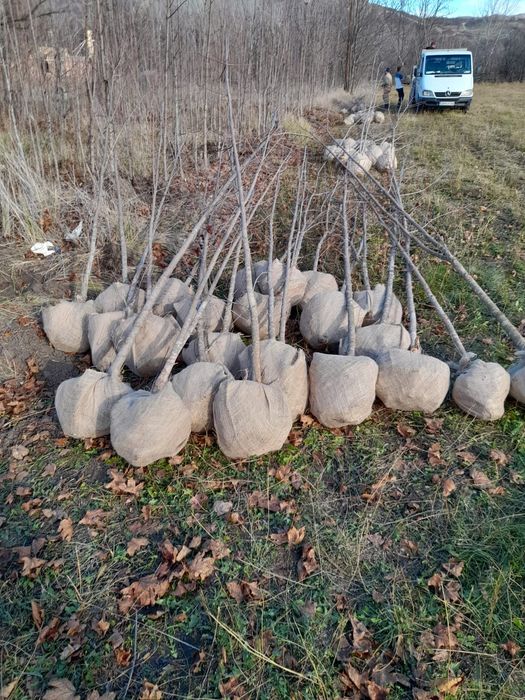 Vindem platan tei mesteacăn catalpa acer platanoides de mai multe dime
