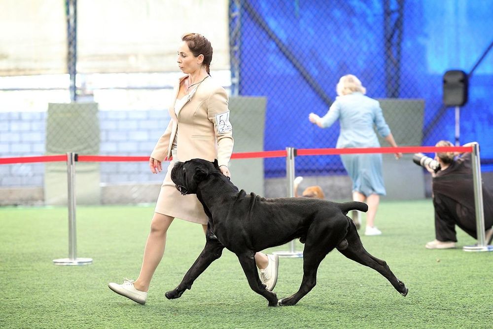 Кобели кане корсо на вязку.