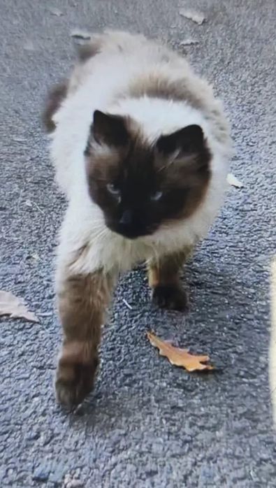 Кошечка ищет хозяина