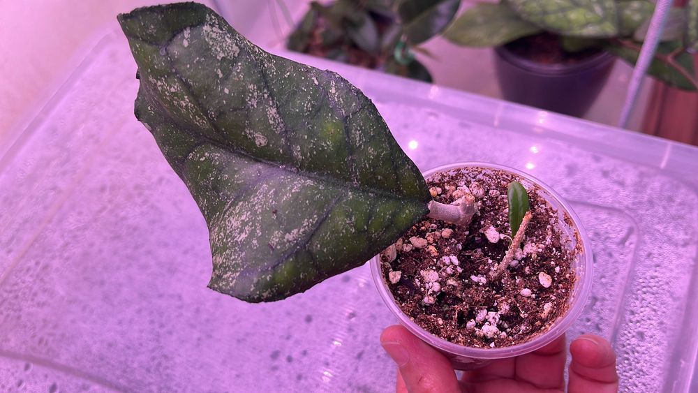 Хойи разные сорта