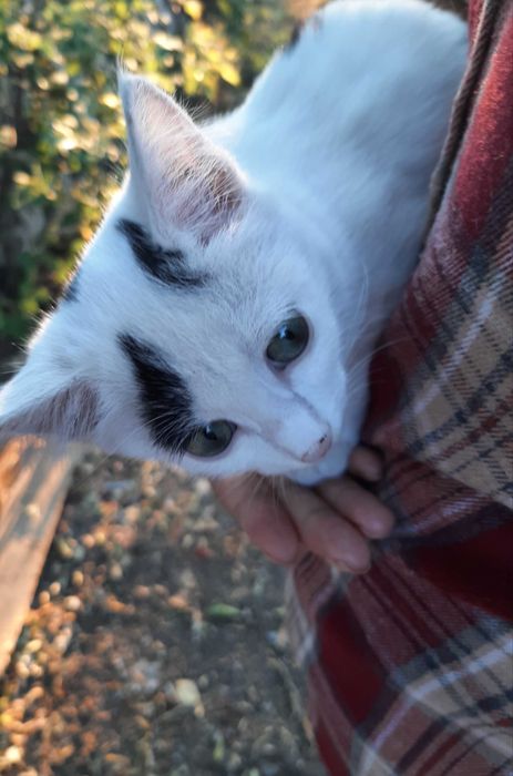 Отдам котенка в добрые руки