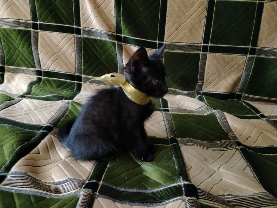 Котенок в хорошие руки!