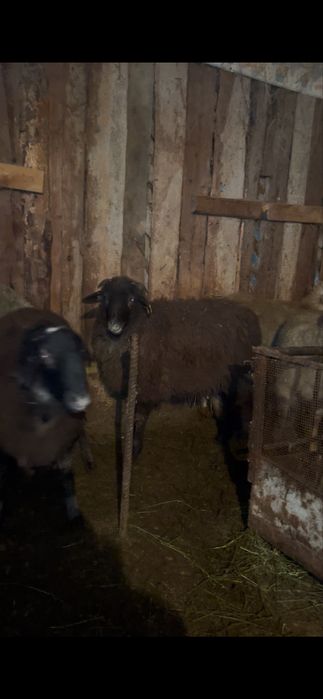 Семіз токтылар сатылады