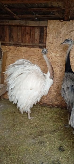 Se vand struti Nandu !