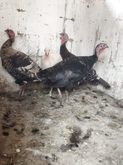 Продам куры домашние