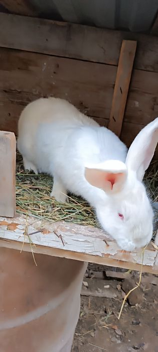 Продам кролик девочка 10 месец