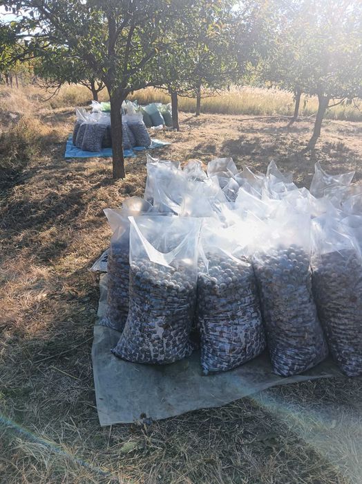 Prune anaspet pentru țuică, in Bogați, 1,5 lei