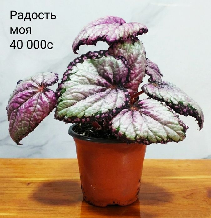 Молоденькие сортовые бегонии.