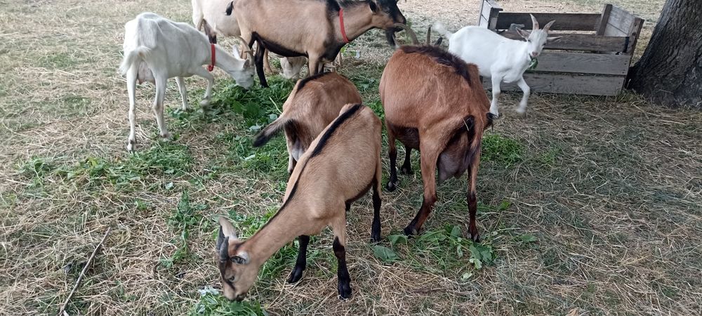 2 iezi și o iediță de vânzare din mame bune de lapte