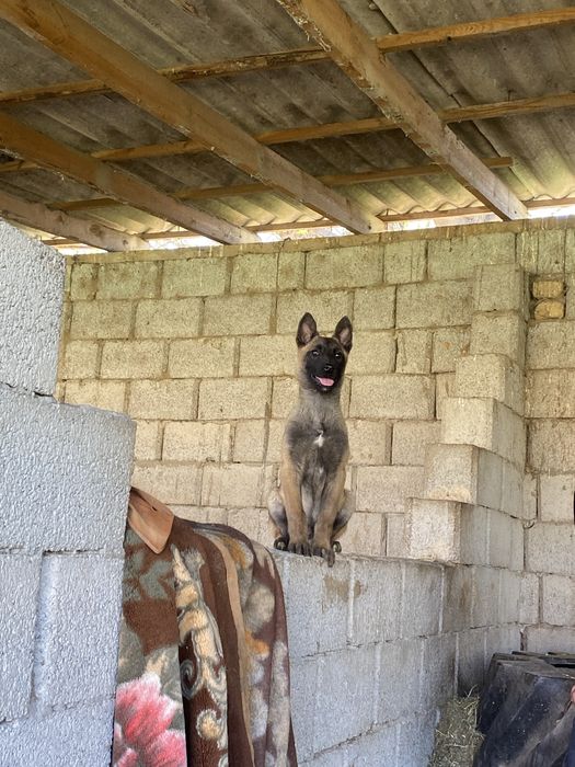 4 айлық күшіктер 1 еркек 1 ұрғашы