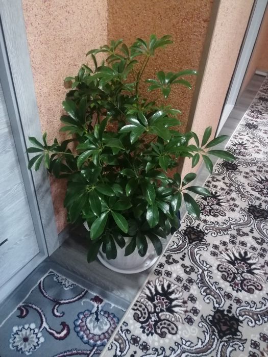 Работакда квартира Ижарага берилади оилага