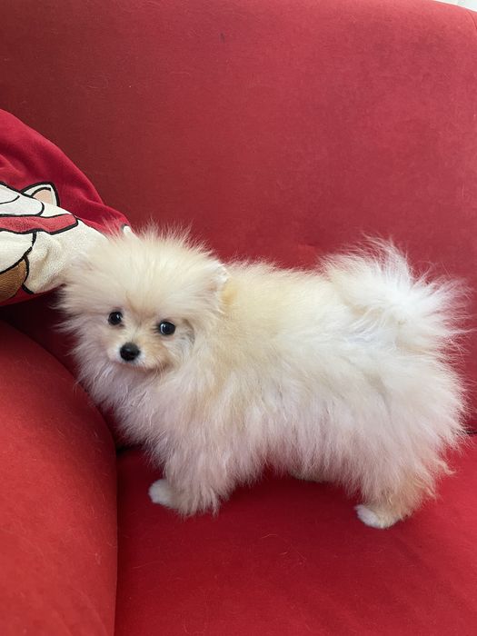 Pomeranian mini toy