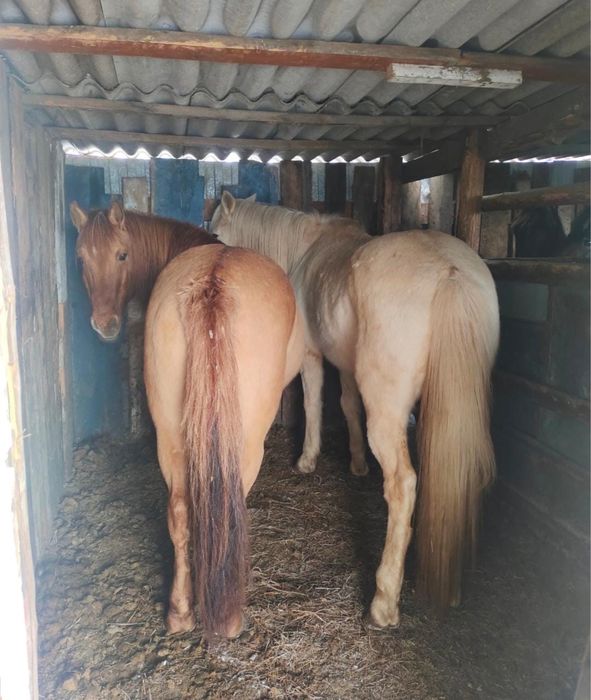 Продам двух лощадей 2 ( Мерин) обученные