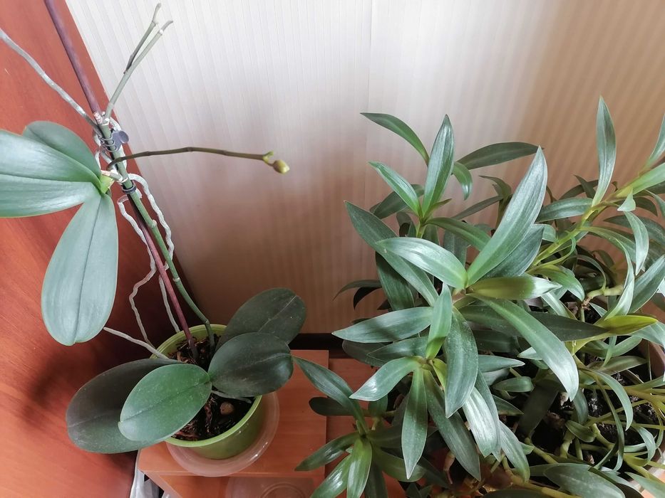 Комнатные цветы ухоженные