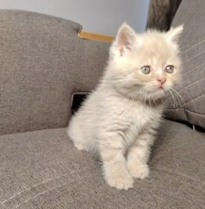 Скоттиш страйт персик мальчик