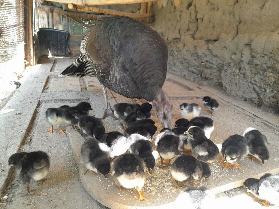 Кора шахзода тувук жужалари  сотилади