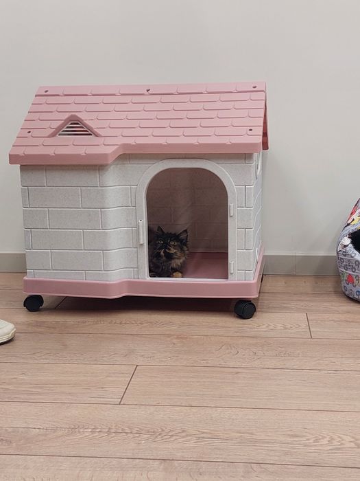 Котенок девочка Ташкент