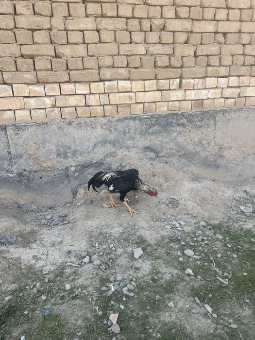 7 oylik joʻja urushmagan hali