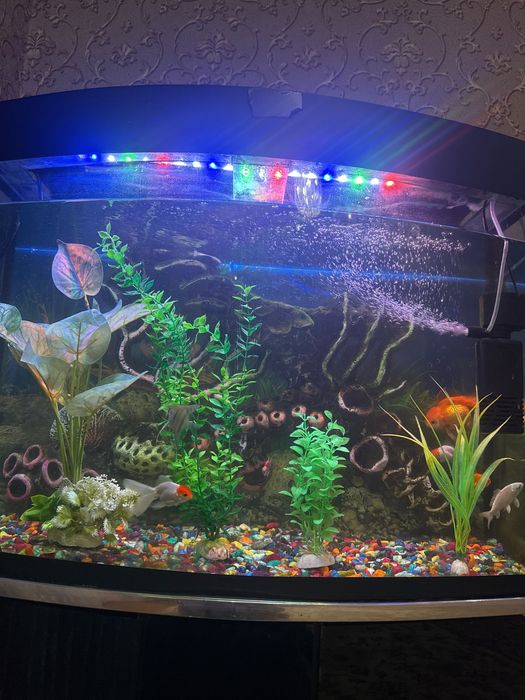 Akvarium baliqlari bilan sotiladi