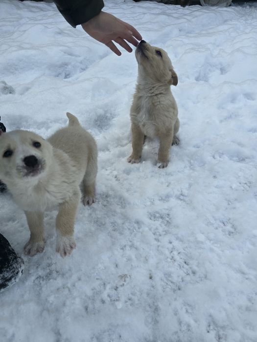 Щенки мальчики мать Хаски+лайка