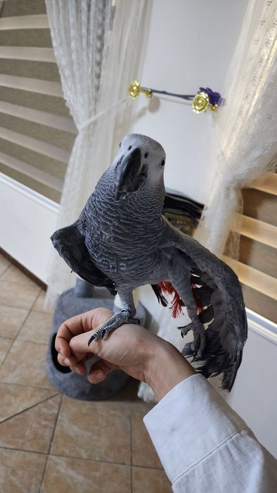 Продаётся попугай Жако девочка