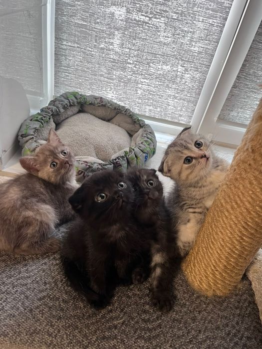 Котята шотландские