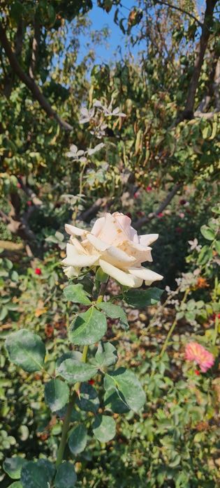 Атиргул кучатлари сотилади