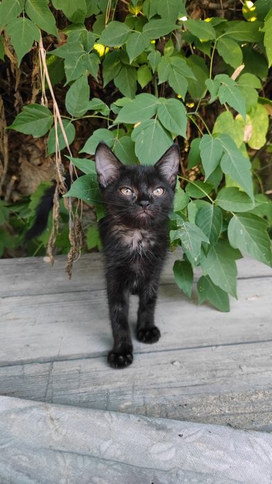 Котенок бесплатно