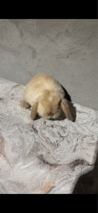 Quyon karlik baran 250.000