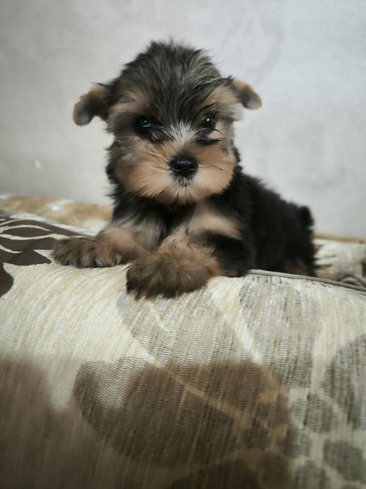 Продам мини девочек йоркширского терьера