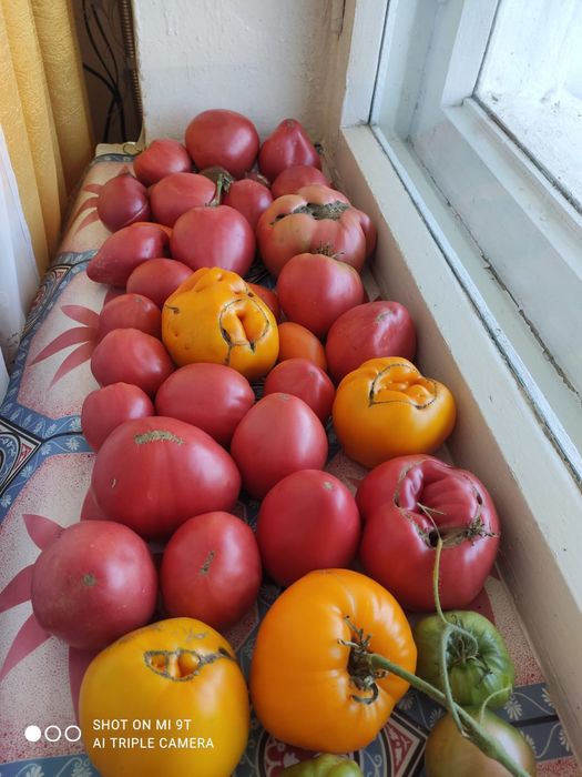 Продам домашние помидоры