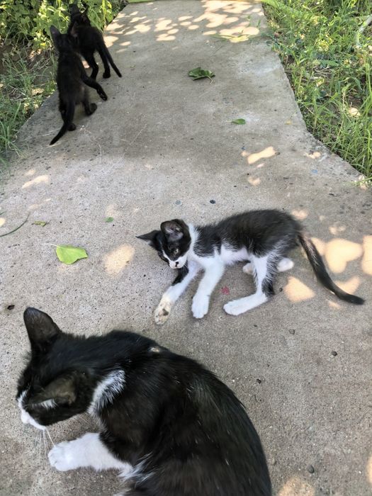 Котята. 2 черных 1 черно белая