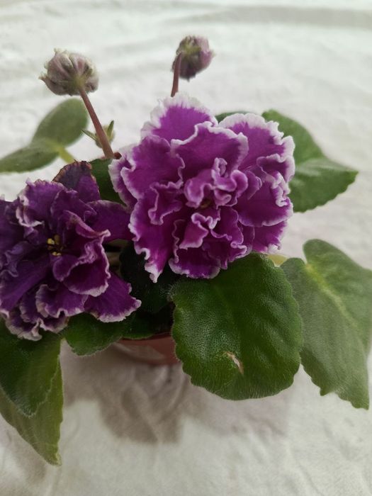 1АФ Ульяна 2малахитовая роза 3НК лимон 4 ЛЕ Владимир 5Маргарита