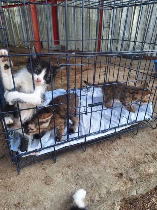 Продам котят в добрые руки