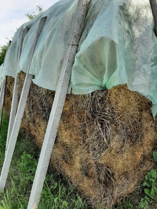 Baloti lucerna  prma coasa