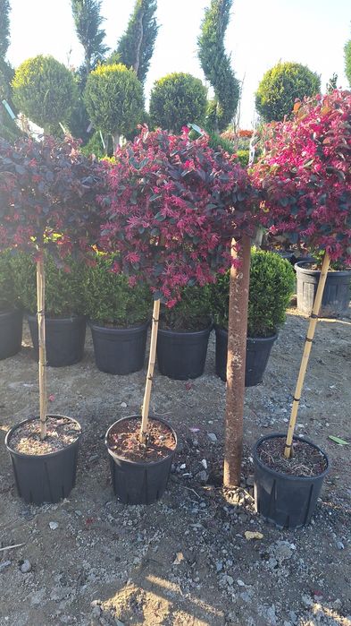 Plante ornamentale ptr gradina magnolia arțar japonezi Măslini palmier