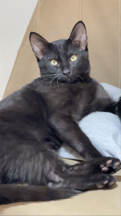 Отдам котенка в добрые руки