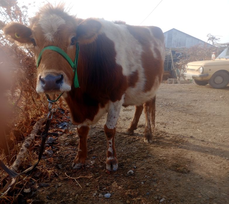 G‘unajin, 7 oylik bug‘o‘z sotiladi