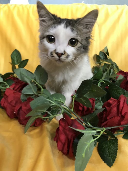 Кошечка ищет семью
