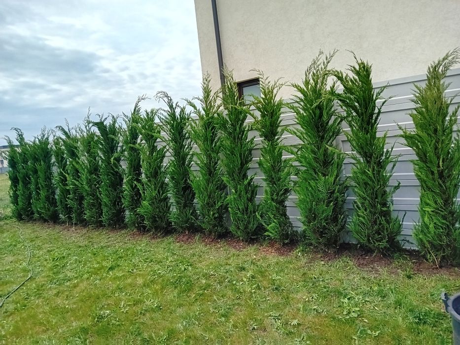 Pepinieră vând chiparos cupresus leylandi