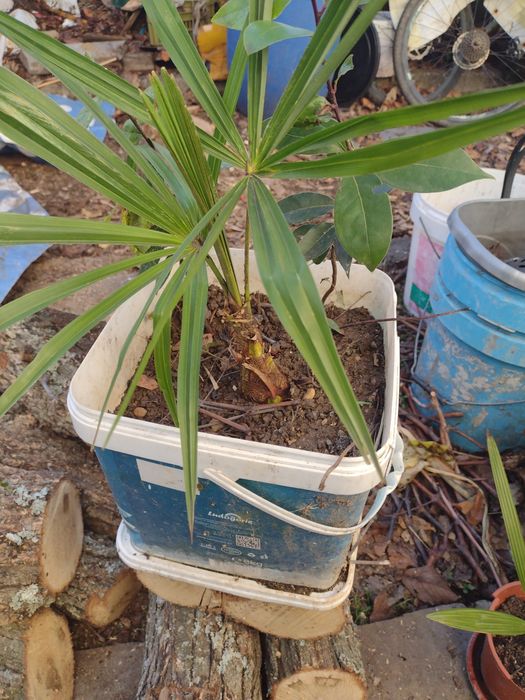 Промоция  : Трапикарпус -издържа до минус 22 градуса .