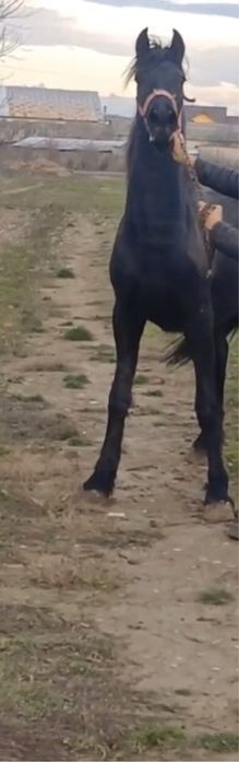 Manji frizieni  de vanzare