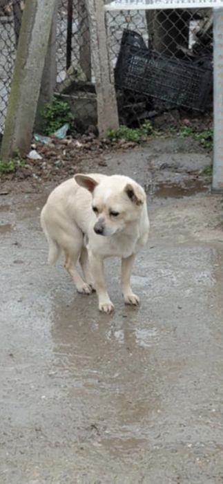 Подарявам малко кученце сърнист пинчер