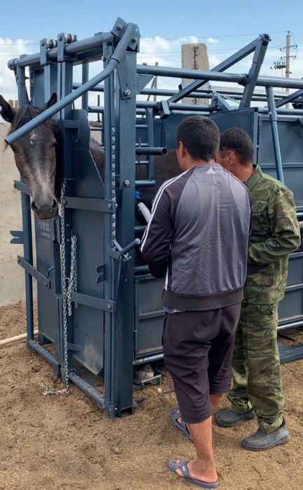 Раскол фиксатор для КРС, лошадей (жылқыға,  малға)