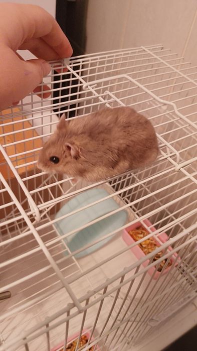 Хомяки Джунгарские